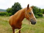 reining__232.jpg