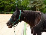 reining__273.jpg