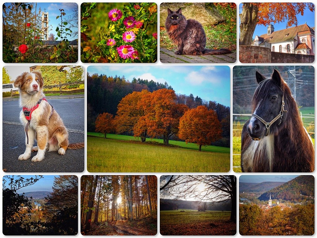 Novemberspaziergang auf die Alm in Lohr a. Main...