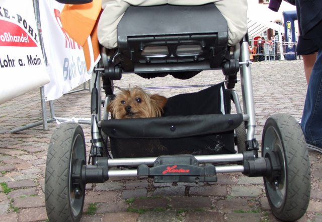 altstadtlauf_2011__293.jpg