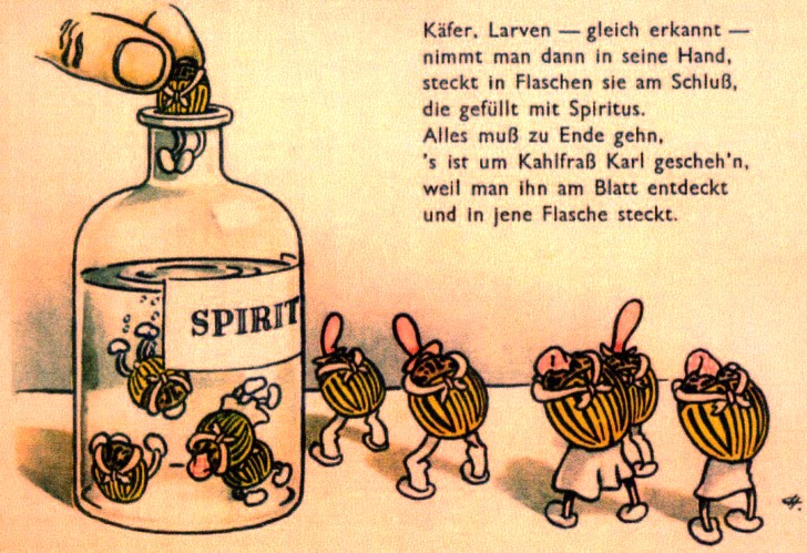 Plakat der SED, um 1950. Die Vernichtung des Kartoffelkäfers ist „KAMPF FÜR DEN FRIEDEN!“  (Abdruck mit freundlicher Genehmigung www.klossmuseum.de und Archiv Handschuhmacher)
