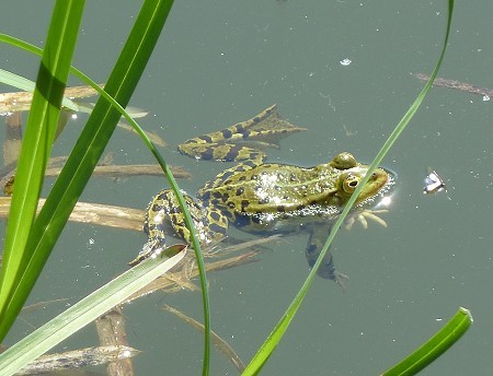 Frosch