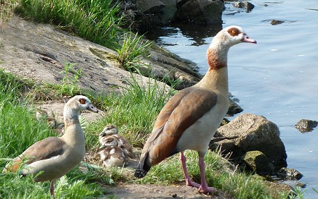 Nilgnse mit Jungen