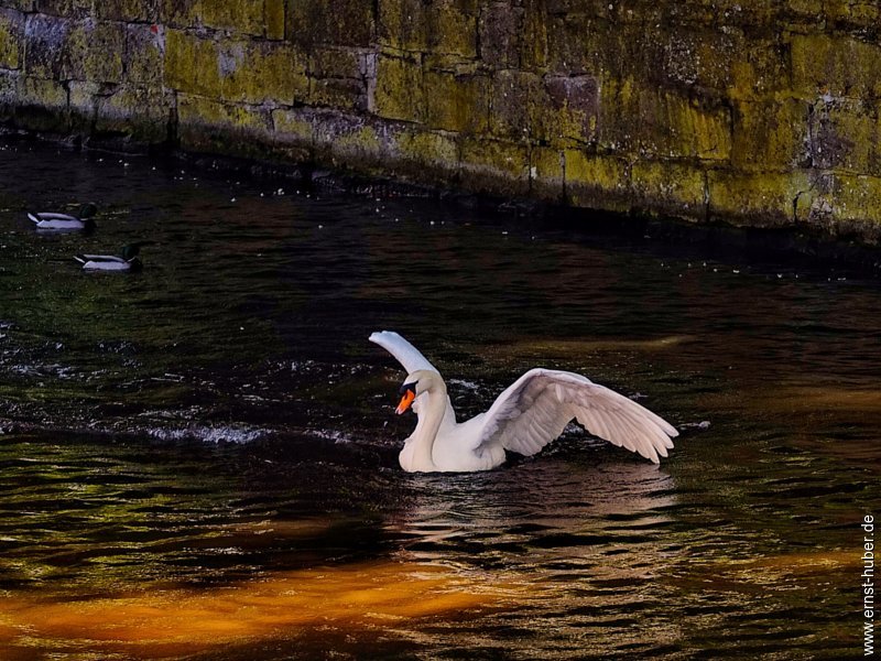 dscf4756.jpg