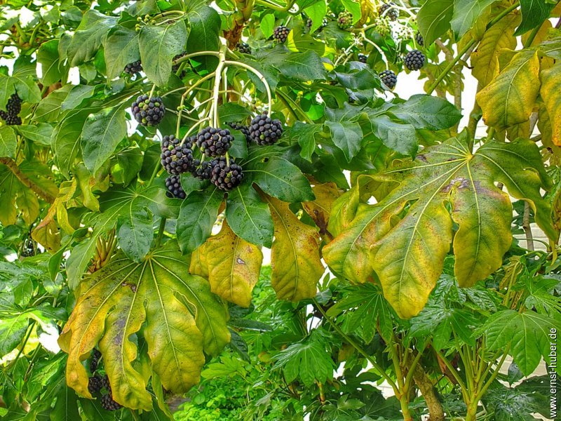 dscf4844.jpg