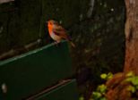 dscf4731.jpg
