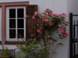 swing26_lohr__175.jpg