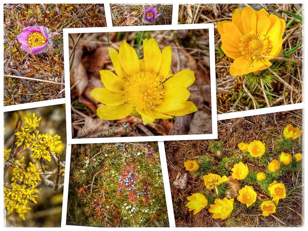 Frhlingserwachen im Naturschutzgebiet Rammersberg in Main Spessart