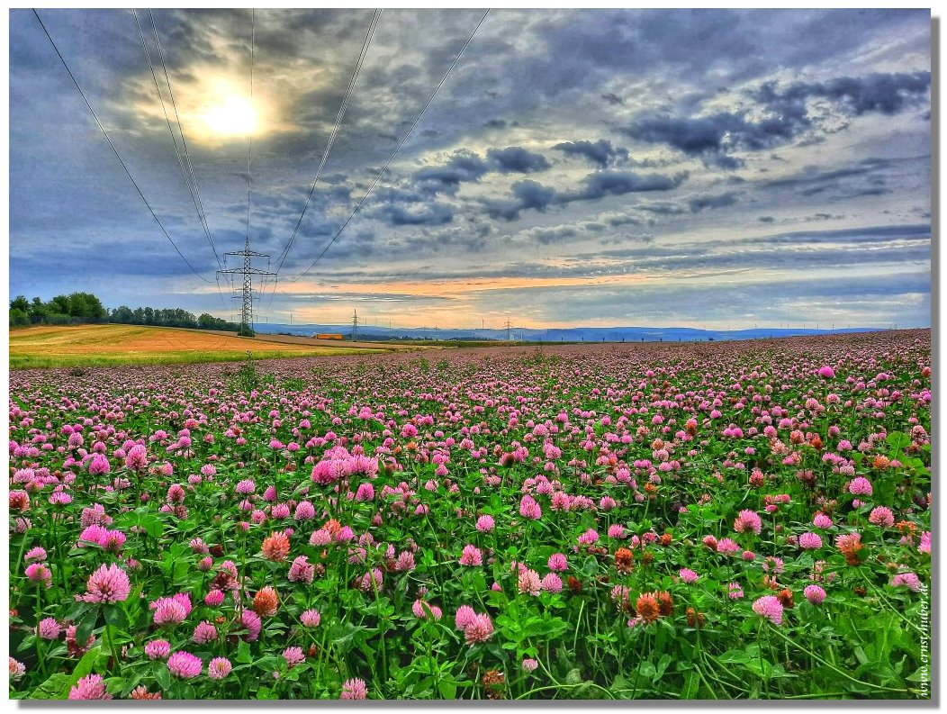 Lila blht der Klee in Altfeld bei Marktheidenfeld