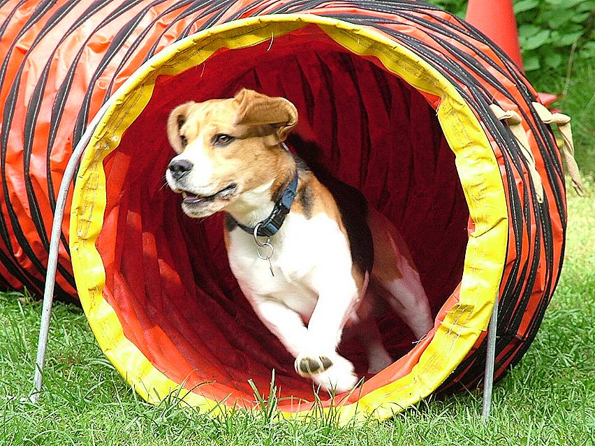 Schulanfang an der Hundeschule in Lohr a. Main