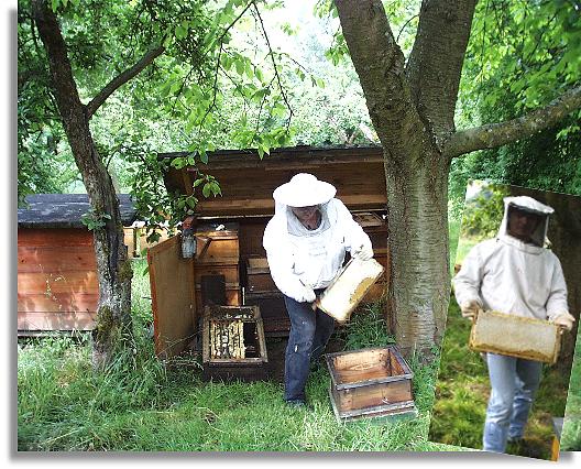 Bienenhonigernte
