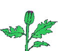 Blume