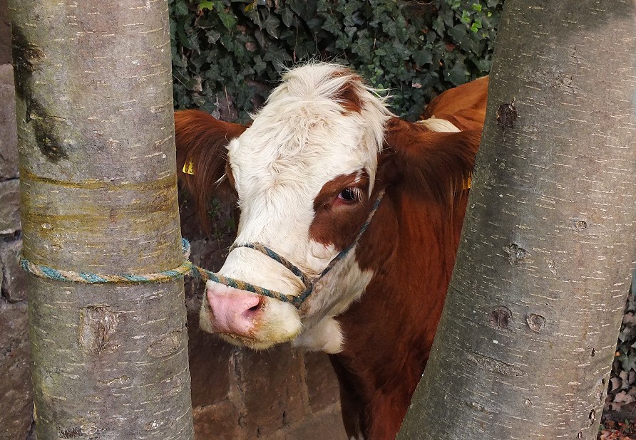 Bullenschiss von Gina bei der Wombacher Zeltkirb 2012