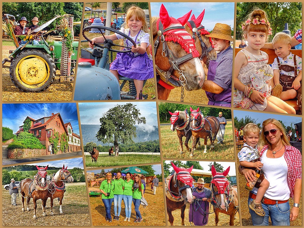 2. Bulldogtreffen der Halsbacher Dreschfreunde e.V. am 9. und 10. August 2014