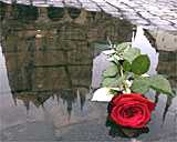 Eine Rose vor dem Dom in Erfurt