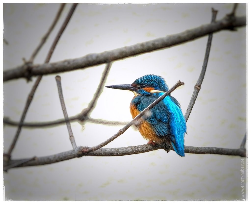 Eisvogel in meinem Garten im Dezember 2023