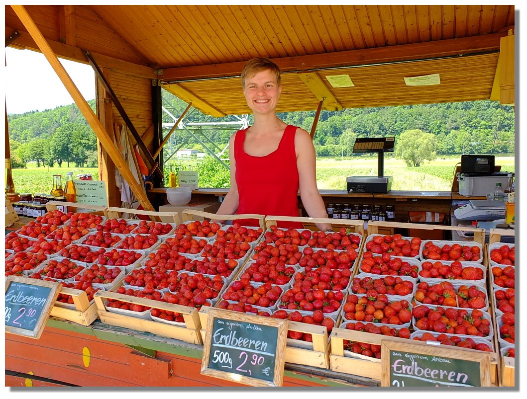 Jede Menge se Frchtchen am Erdbeerfeld in Steinbach