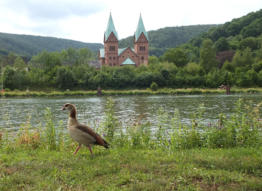 Blick vom Ufer in Erlach a. Main auf die Benedektiner Abtei in Neustadt a. Main