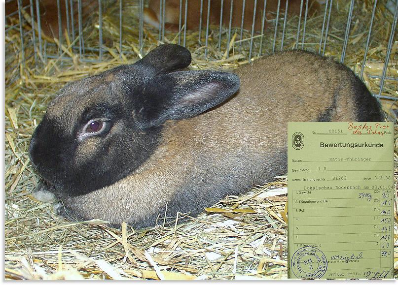 Rodenbacher Kaninchenzuchtverein.. Für mehr Bilder bitte auf den Hasen klicken..!!!