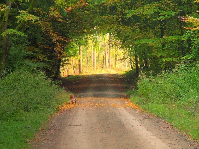 Herbstwald an der Bayerischen Schanz 2008