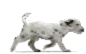 Hund