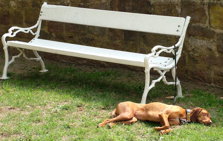 Hundstage in Lohr a. Main