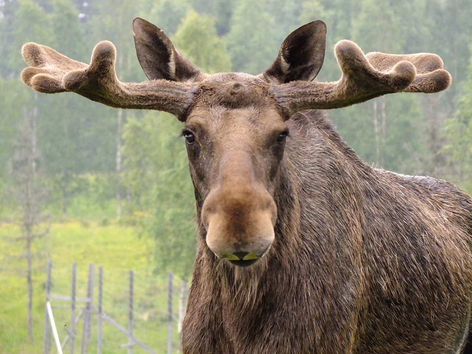Elchbulle Isaak auf der Elchfarm in Bjurholm in Schweden