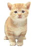 Katze