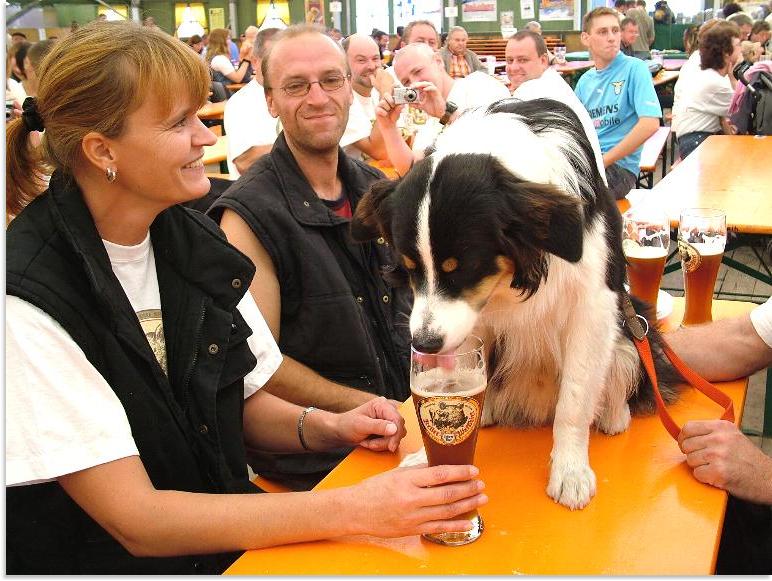 Der rüde Bandit mit grossem Durst