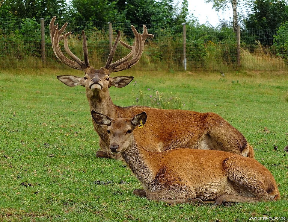 Ich glaub mich knutscht ein Hirsch