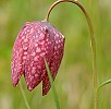 Schachblume