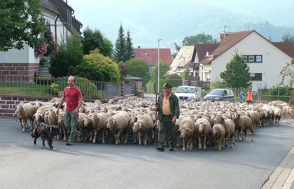 Es gibt keine schwarzen Schafe in Lohr a. Main