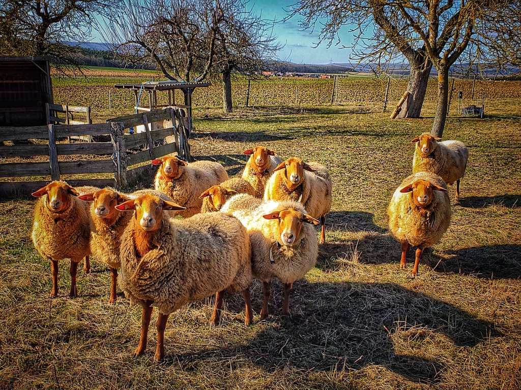 Neugierige Schafe auf der frnkischen Platte...