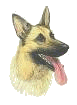 Schäferhund