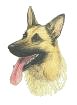 Schäferhund