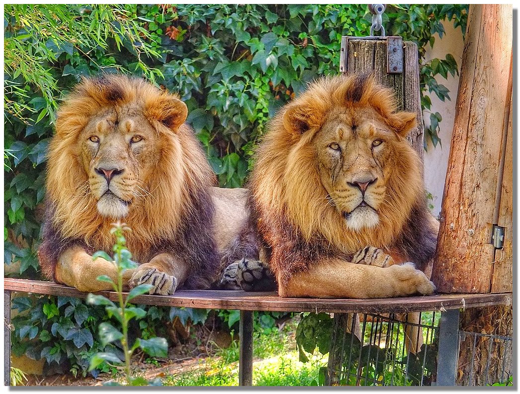 Die beiden Asiatischen Lwen Kajal und Shapur aus dem Zoo Wilhelma in Stuttgart