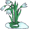 Schneeklöckchen