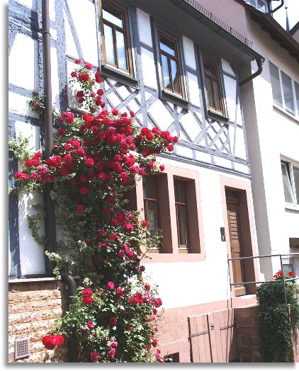 Rosenschmuck in der Stadtmühlgasse