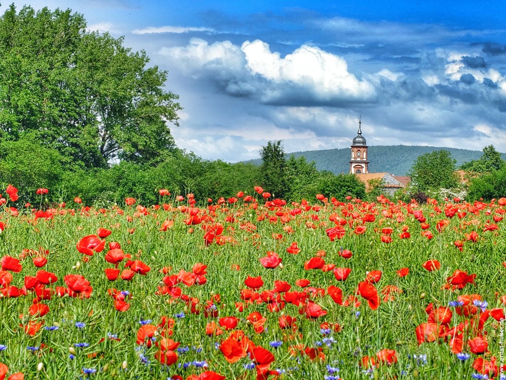 Sommer 2014  in Steinbach bei Lohr a. Main