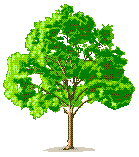 Baum