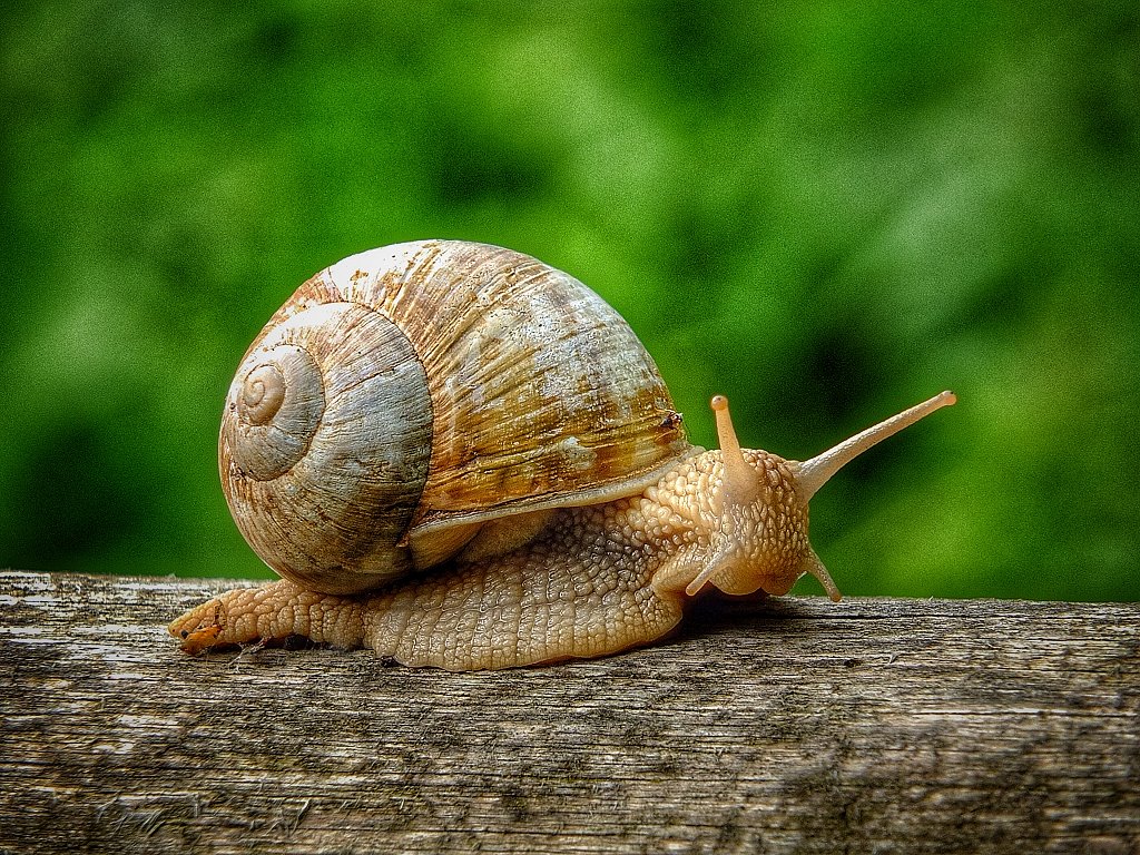 Die Schnecken sind unterwegs im Buchental...