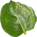 Wildbirnbaumblatt