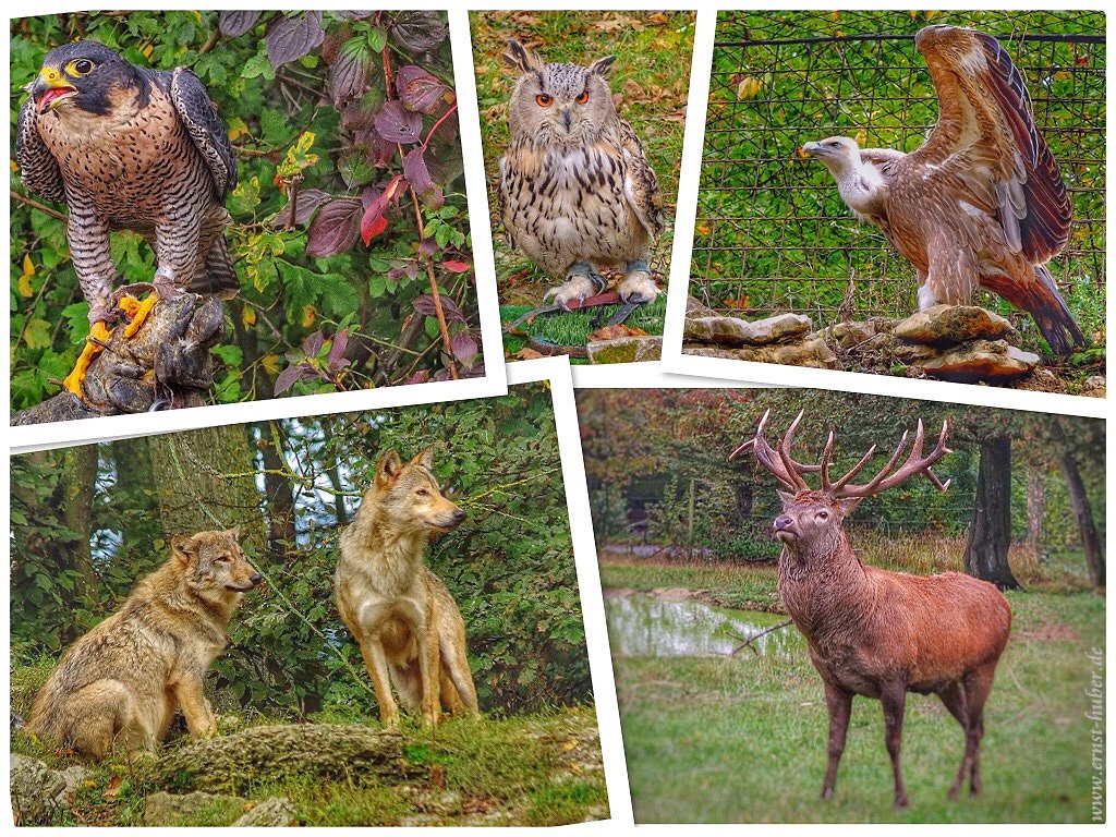 Ausflug in den Wildpark Bad Mergentheim