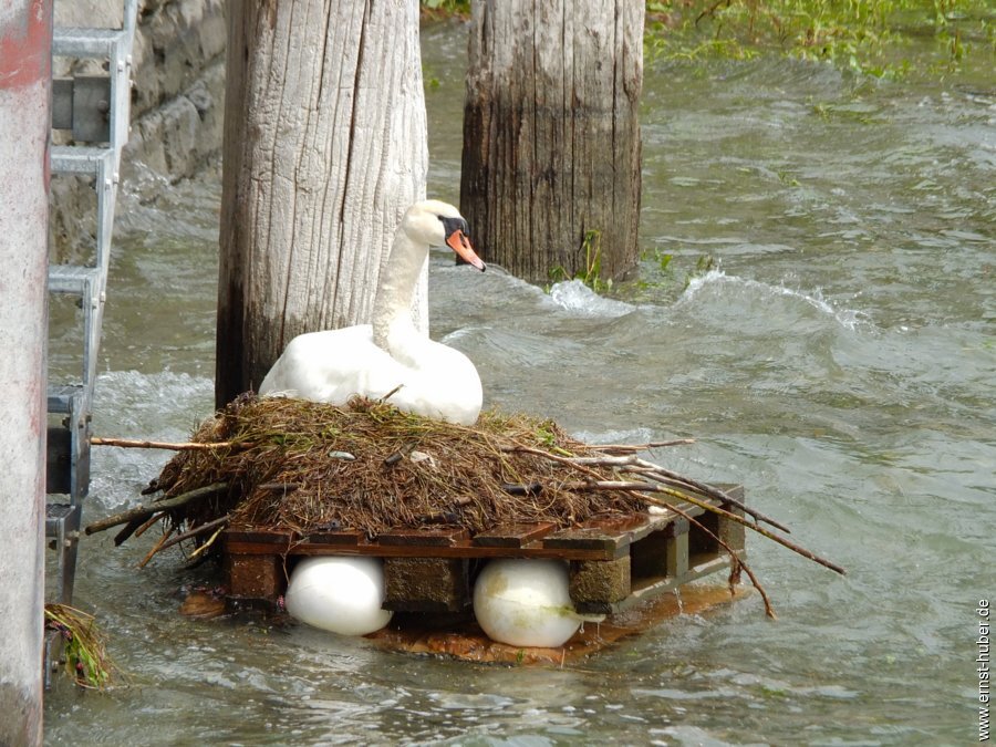bodensee2025-___008.jpg