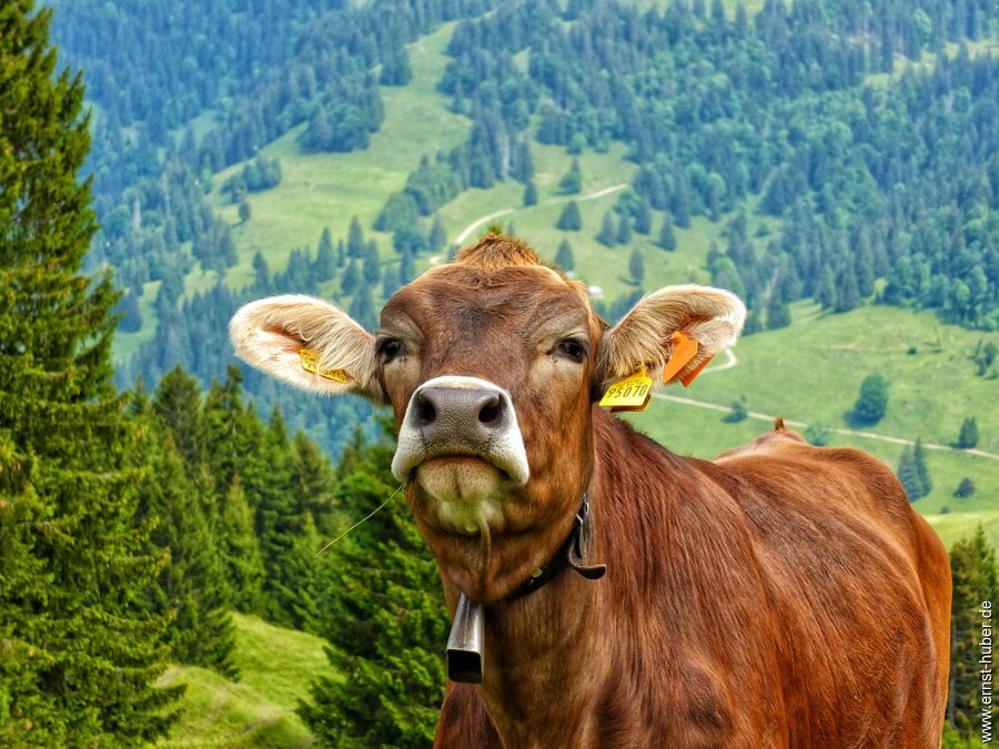 bodensee2025-___054.jpg