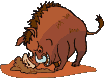 wildschwein