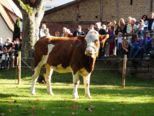 bullenschiss_121.jpg