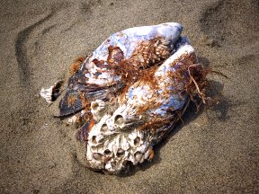 Strandgut