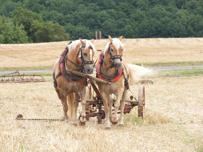 bulldogtreffen_416.jpg