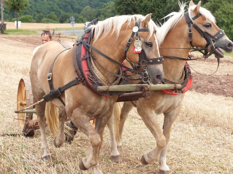 bulldogtreffen_419.jpg